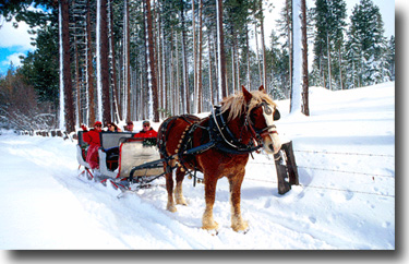 A horse drawn sleigh going to a Tahoe wedding